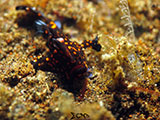 Tulamben Frogfish 11