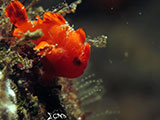 Tulamben Frogfish 3