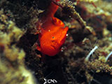 Tulamben Frogfish 4