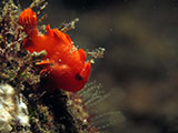 Tulamben Frogfish 6