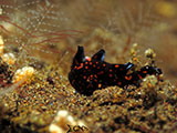 Tulamben Frogfish 7