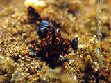 Tulamben Frogfish 8