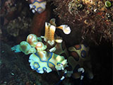 Tulamben Harlequin Shrimp 11