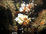 Tulamben Harlequin Shrimp 12