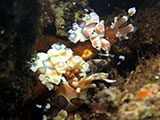 Tulamben Harlequin Shrimp 13