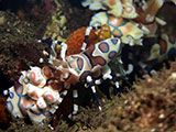 Tulamben Harlequin Shrimp 2