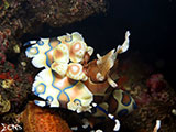 Tulamben Harlequin Shrimp 4