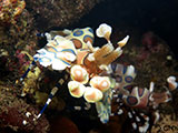 Tulamben Harlequin Shrimp 6