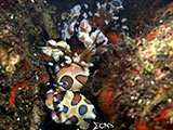 Tulamben Harlequin Shrimp 8