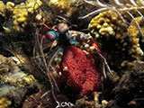 Tulamben Mantis Shrimp with Eggs 2