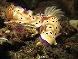 Tulamben Mating Nudibranchs 2