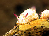 Tulamben Nudibranch 10