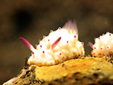 Tulamben Nudibranch 11