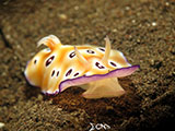 Tulamben Nudibranch 12