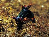 Tulamben Nudibranch 14