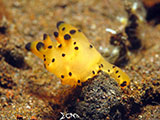 Tulamben Nudibranch 15