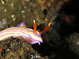 Tulamben Nudibranch 21