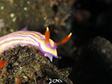 Tulamben Nudibranch 22