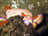 Tulamben Nudibranch 23