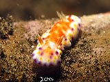 Tulamben Nudibranch 5