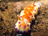 Tulamben Nudibranch 6