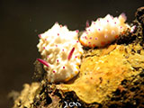 Tulamben Nudibranch 7