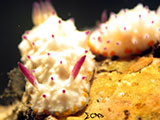 Tulamben Nudibranch 8