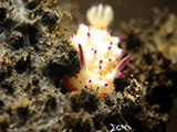 Tulamben Nudibranch 9