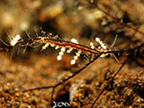 Tulamben Nudibranch with Eggs