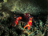 Tulamben Oliver Squat Lobster