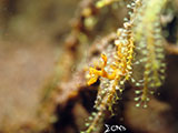 Tulamben Skeleton Shrimp 1