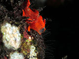 Tulamben Yawning Frogfish