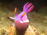 Anilao Nudibranch 4