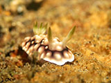 Anilao Nudibranch 9