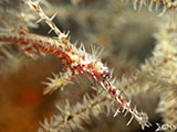 Anilao Ornate Ghost Pipefish 1