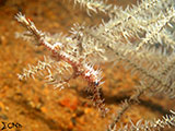 Anilao Ornate Ghost Pipefish 2