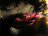 Anilao Crab 3