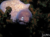 Anilao Moray Eel