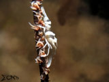 Anilao Whip Coral Shrimp 3