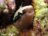 Anilao Blenny