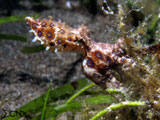 Anilao Blue Ring Octopus