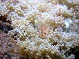 Anilao Cleaner Shrimp 4