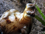 Anilao Coconut Octopus 3