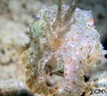 Anilao Cuttlefish 7