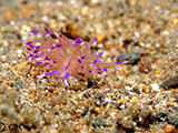 Anilao Flabellina 10