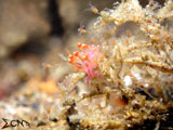 Anilao Flabellina 11