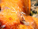 Anilao Flabellina 12