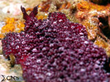 Anilao Flatworm 6