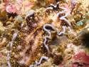 Anilao Flatworm 7