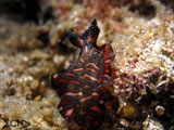 Anilao Flatworm 8